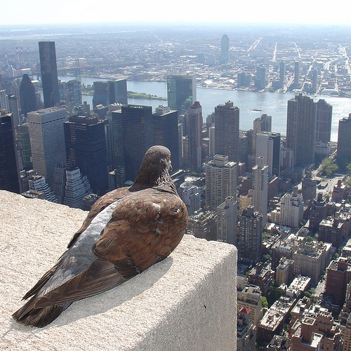 Google Pigeon Update
