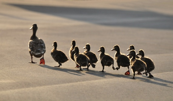 Blog followers, blogging, inbound marketing, b2b inbound