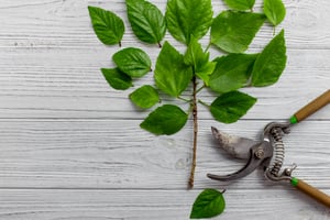 Pruning your SEO by cleaning up your links